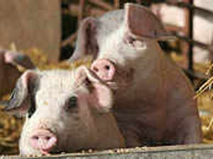 Supporting image for story: The true cost of cheap food