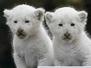 Supporting image for story: White lion cubs are new pride