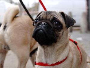 Supporting image for story: How a gif of a pug is helping explain an ancient philosophical theory