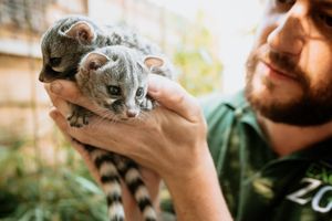 Scott Adams, owner of Telford Exotic Zoo, with two new baby Genets, born at the centre in the past two weeks.