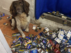 Supporting image for story: Sniffer dog Griff helps police and trading standards seize illegal drugs, cigarettes and tobacco from Walsall shops during major operation