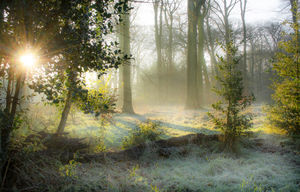 Simon's High Commended photograph, called 'The frosty fallen'

