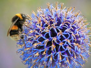 Supporting image for story: Debate over fall in insects