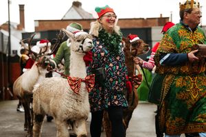 Coleham Primary School's Christmas parade included the town crier, an adult nativity cast plus alpacas as camels, a donkey, Santa, reindeer, Mrs Claus and more