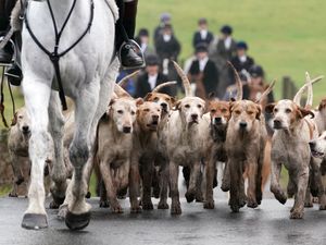 Supporting image for story: Voters back tougher fox hunting laws, poll suggests
