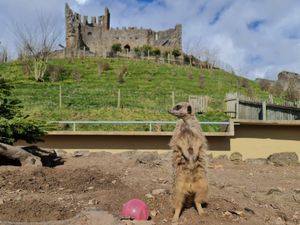 Supporting image for story: Dudley Zoo and Castle ready for reopening next month