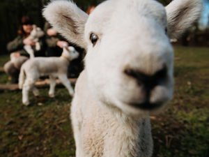 Supporting image for story: Watch: Telford zoo springs into Easter with whole host of cute new additions