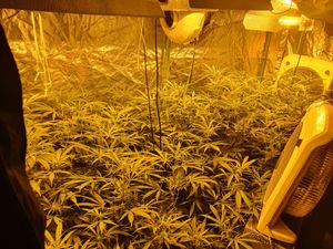 Supporting image for story: Cannabis farm discovered in Dudley police raid