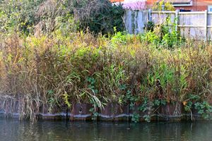 The canal bank along the Trent and Mersey Canal adjacent to Eileen and Cyril Clews' home