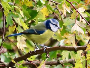 A blue tit