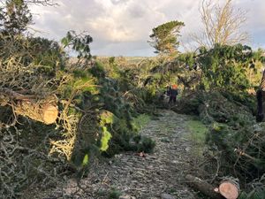 Supporting image for story: More than 80 trees brought down by Storm Goretti on tidal island