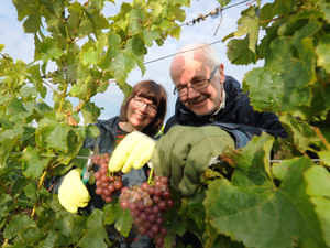 Supporting image for story: Fingers crossed for a great grape crop at Halfpenny Green Vineyards