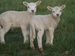 Supporting image for story: Lamb ripped apart in mystery attack in Shropshire