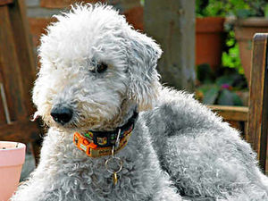 Supporting image for story: Plea as missing dog tries to get home