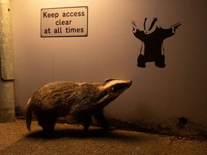 A Eurasian badger appears to glance up at badger graffiti on a quiet road (Ian Wood)