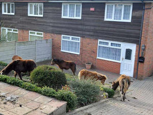 Supporting image for story: 'Prisoner' pensioner's call to act over stray horses