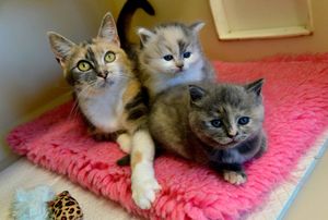 Piggle and her kittens