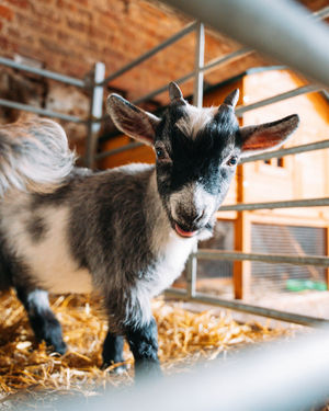 One of the Pygmy Goats at Frankly Farm Tours in Broseley, Shropshire