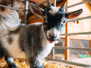 Supporting image for story: Shropshire farm offers affordable family fun for half term week