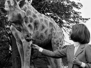 Supporting image for story: When Sophia Loren swapped Rome for Bewdley - a star’s flying visit to West Midland Safari Park