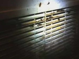 Supporting image for story: Wolverhampton city centre cockroach diner owner spared jail - plus video of insect infestation