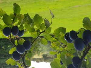 Julie Woolfenden photographed a hedgerow of damsons