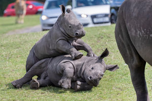 Mischievous little rhinos! Baby rhinos enjoy some play time fun at West Midland Safari Park. Picture: Matthew Lissimore