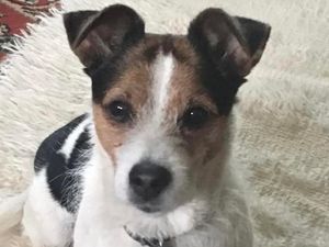 Supporting image for story: Owner overjoyed to be reunited with beloved family dog who was 'stolen' in truck theft