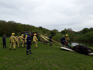 Firefighters rescuing the horse. Photo: @SFRSWellington