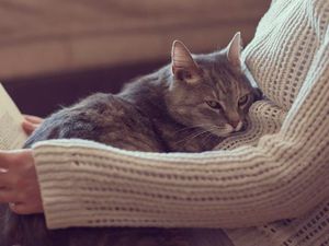 Supporting image for story: It’s International Cat Day – and here are 7 scientific reasons why life is better as a cat person