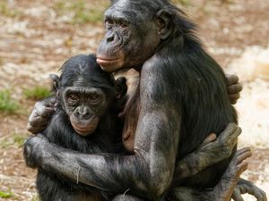Supporting image for story: Twycross Zoo: Set the mood this Valentine's Day with The Bonobo's Guide to Love