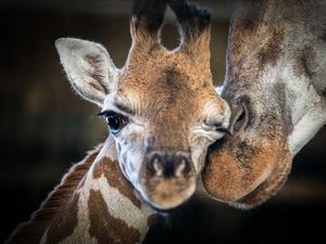 Supporting image for story: ‘Determined and curious’ giraffe calf dies at zoo