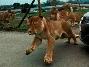 Supporting image for story: WATCH: Terrifying footage as lions leap towards visitor's car at West Midland Safari Park