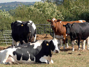 Supporting image for story: Shropshire farming leader tells coalition honeymoon is over