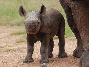 Supporting image for story: This little black rhino has just been born at Taronga Zoo - and it's good news for the species