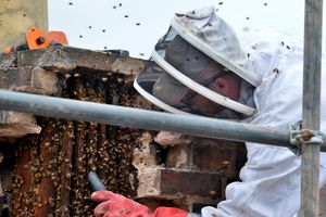 Rob Davies of PestForce with the bee colony in the Bridgnorth chimney