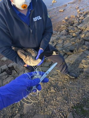 Several attempts were made to catch the bird, however they were initially unsuccessful (Photo: RSPCA)