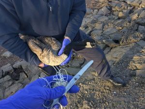 Supporting image for story: Goose rescued from fishing line at Chasewater as RSPCA issues litter warning