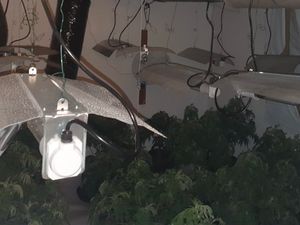 Supporting image for story: £170,000 Wolverhampton cannabis factory raided by police  