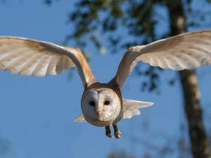 Supporting image for story: Noise pollution threatens survival of more than 100 species, researchers find