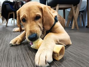 Supporting image for story: Shropshire business owner sponsors Guide pup through training 