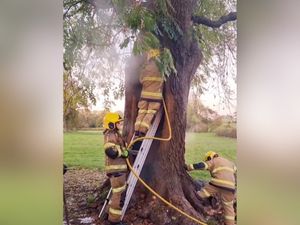 Supporting image for story: Watch: Shropshire firefighters battle blaze inside 100-foot tree as smoke billows from trunk