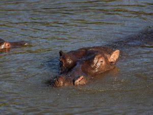 Supporting image for story: Trotting hippos can become airborne, scientists say
