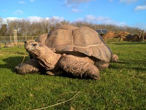 Supporting image for story: Giant tortoises will be making their debut at Staffordshire County Show