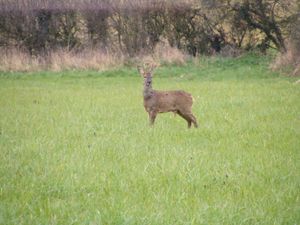Supporting image for story: Peter Rhodes on 'beloved' Boris, public speaking and a close encounter of the deer kind


