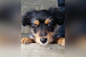 Roxy explores the garden, taken by Tammy Harris from Brierley Hill