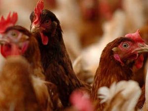 Supporting image for story: Fears pet chickens are being abandoned after lockdown rush