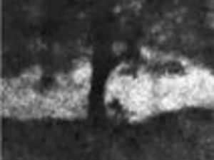 Supporting image for story: Video of the moment ‘totemic’ Sycamore Gap tree was cut down played in court