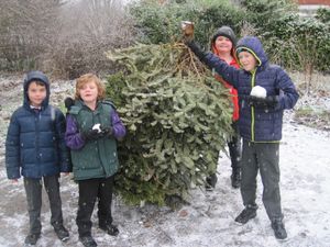 Supporting image for story: Christmas trees upcycled into fish houses