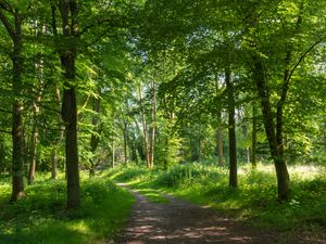 Supporting image for story: Time running out to rescue ‘forgotten forests’ under plantations, charity warns